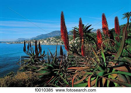 Stock Image Of France French Riviera Cactuenton F0010385 France French Riviera Cactuenton