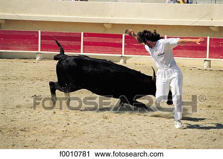 France, Provence, Arles, young cow running View Large Photo Image Stock Image - France, Provence, Arles, young cow running. Fotosearch
