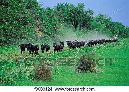 France, Provence, Camargue, herd of young cows View Large Photo Image Picture - France, Provence, Camargue, herd of young cows. Fotosearch
