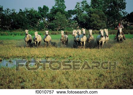France, Provence, Camargue, horses View Large Photo Image Stock Photo - France, Provence, Camargue, horses. Fotosearch
