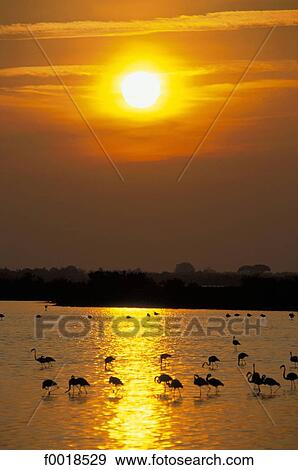 France, Provence, Camargue, pink flamingos View Large Photo Image Stock Photo - France, Provence, Camargue, pink flamingos. Fotosearch