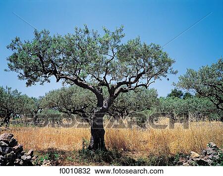 France, Provence, olive tree View Large Photo Image Stock Image - France, Provence, olive tree. Fotosearch