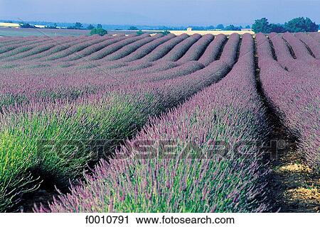 France, Provence, Valensole Plateau, lavender field View Large Photo Image Stock Image - France, Provence, Valensole Plateau, lavender field. Fotosearch