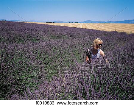 France, Provence, Valensole Plateau, lavender field View Large Photo Image Stock Image - France, Provence, Valensole Plateau, lavender field. Fotosearch