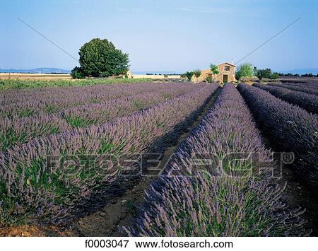 France, Provence, Valensole Plateau, lavender field View Large Photo Image Stock Photo - France, Provence, Valensole Plateau, lavender field. Fotosearch