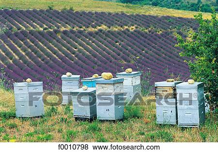 France, Provence, Valensole Plateau, lavender field and hives View Large Photo Image Stock Photo - France, Provence, Valensole Plateau, lavender field and hives. Fotosearch
