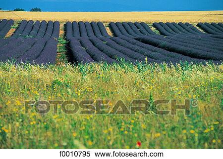 Stock Photography - France, Provence, Valensole Plateau, lavender field. Fotosearch