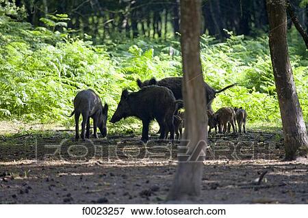France, Touraine, Chambord, national hunting reserve, wild boars View Large Photo Image Stock Photo - France, Touraine, Chambord, national hunting reserve, wild boars. Fotosearch