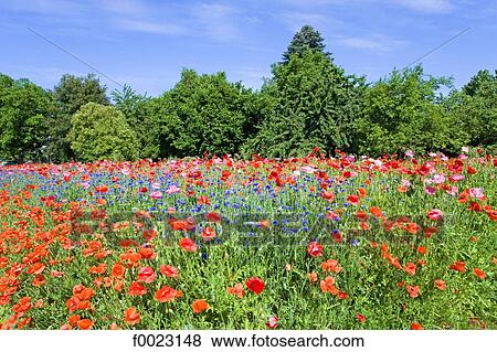 France, Touraine, country landscape, field of flowers View Large Photo Image Stock Photo - France, Touraine, country landscape, field of flowers. Fotosearch