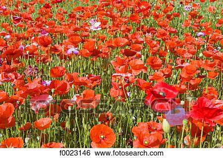 France, Touraine, country landscape, field of flowers View Large Photo Image Stock Photograph - France, Touraine, country landscape, field of flowers. Fotosearch