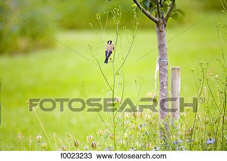 Stock Image - France, Touraine, Lémeré, Rivau castle gardens, bird. Fotosearch