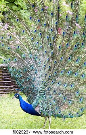 France, Touraine, Lémeré, Rivau castle gardens, peacock displaying View Large Photo Image Stock Photo - France, Touraine, Lémeré, Rivau castle gardens, peacock displaying. Fotosearch