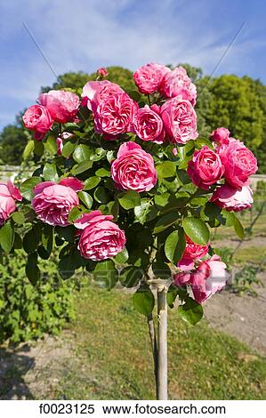 France, Touraine, Montlouis-sur-Loire, La Bourdaisière castle gardens, rose tree View Large Photo Image Stock Photography - France, Touraine, Montlouis-sur-Loire, La Bourdaisière castle gardens, rose tree. Fotosearch