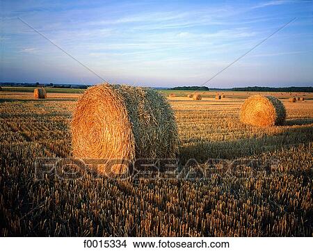 France, Touraine, near Saché, harvest View Large Photo Image Picture - France, Touraine, near Saché, harvest. Fotosearch