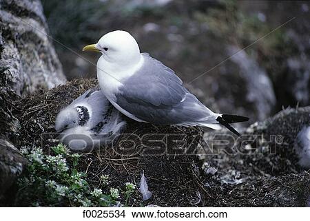 Picture - Iceland, Flatey, gulls. Fotosearch