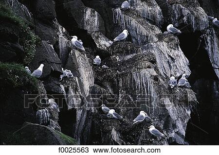 Iceland, Flatey, gulls View Large Photo Image Stock Image - Iceland, Flatey, gulls. Fotosearch