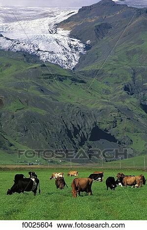 Picture - Iceland, herd of cows. Fotosearch