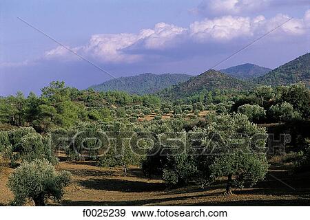 Cyprus, near Larnaka, olive grove View Large Photo Image Stock Photo - Cyprus, near Larnaka, olive grove. Fotosearch