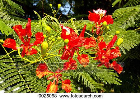 Cyprus, Paphos, flowers View Large Photo Image Stock Photo - Cyprus, Paphos, flowers. Fotosearch