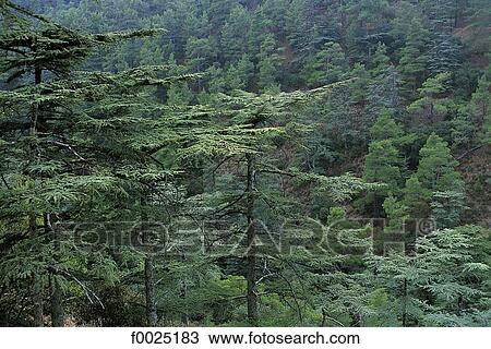 Cyprus, Troodos Mountains, Cedar Valley View Large Photo Image Stock Image - Cyprus, Troodos Mountains, Cedar Valley. Fotosearch