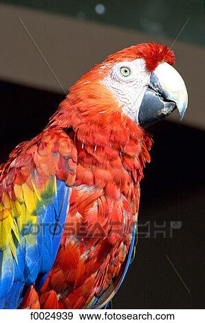 Guatemala, Chichicastenango, parrot View Large Photo Image Stock Photo - Guatemala, Chichicastenango, parrot. Fotosearch