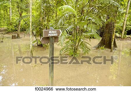 Guatemala, Tikal National Park, flooded rainforest View Large Photo Image Stock Photograph - Guatemala, Tikal National Park, flooded rainforest. Fotosearch