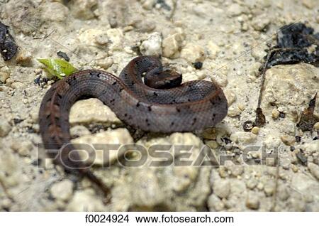Guatemala, Tikal National Park, venemous "jumper" snake View Large Photo Image Picture - Guatemala, Tikal National Park, venemous "jumper" snake. Fotosearch