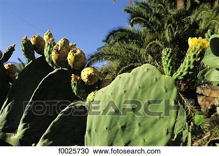 Stock Image - Spain, Canary Islands, Gran Canaria, Santa Lucia de Tirajana. Fotosearch
