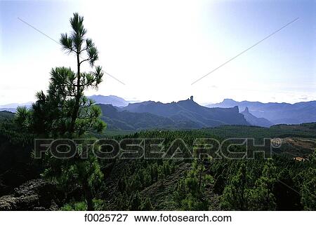 Stock Photo - Spain, Canary Islands, Gran Canaria. Fotosearch