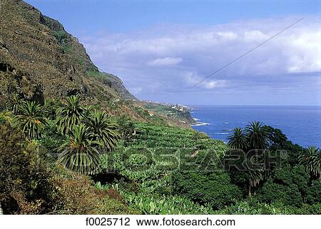 Spain, Canary Islands, Tenerife, between Puerto de la Cruz and Garachico, banana grove View Large Photo Image Stock Image - Spain, Canary Islands, Tenerife, between Puerto de la Cruz and Garachico, banana grove. Fotosearch