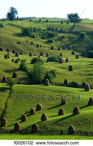 Romania, Moldavia, province of Bukovina, near Humor, haystacks View Large Photo Image Stock Image - Romania, Moldavia, province of Bukovina, near Humor, haystacks. Fotosearch