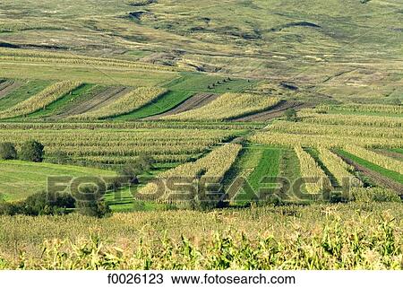 Romania, Transylvania, near Sibiu, fields View Large Photo Image Stock Image - Romania, Transylvania, near Sibiu, fields. Fotosearch