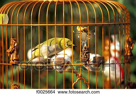 China, Hong Kong, Kowloon, bird market View Large Photo Image Picture - China, Hong Kong, Kowloon, bird market. Fotosearch