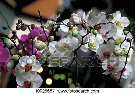 Stock Photo - China, Hong Kong, Kowloon, orchids. Fotosearch