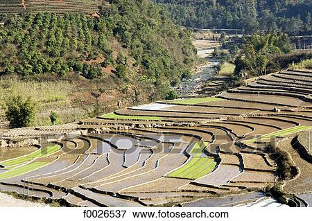 China, Yunnan, between Lincang and Shuangliang, ricefields View Large Photo Image Stock Photo - China, Yunnan, between Lincang and Shuangliang, ricefields. Fotosearch