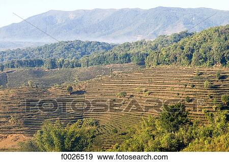 China, Yunnan, between Menghai and Lancang, tea plantation View Large Photo Image Stock Photo - China, Yunnan, between Menghai and Lancang, tea plantation. Fotosearch