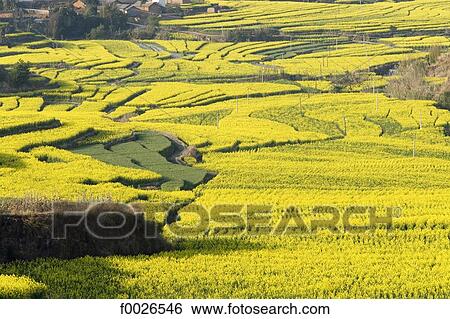 China, Yunnan, near Lincang, cultivated fields View Large Photo Image Stock Photograph - China, Yunnan, near Lincang, cultivated fields. Fotosearch
