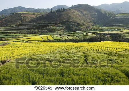 China, Yunnan, near Lincang, cultivated fields View Large Photo Image Stock Photography - China, Yunnan, near Lincang, cultivated fields. Fotosearch