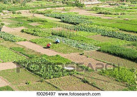 China, Yunnan, Xishuangbanna, near Damenglong, cultivated fields View Large Photo Image Stock Photo - China, Yunnan, Xishuangbanna, near Damenglong, cultivated fields. Fotosearch