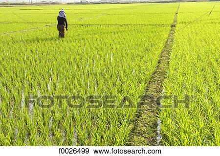 China, Yunnan, Xishuangbanna, near Damenglong, ricefield View Large Photo Image Stock Photo - China, Yunnan, Xishuangbanna, near Damenglong, ricefield. Fotosearch