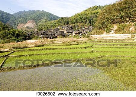 China, Yunnan, Xishuangbanna, Damenglong, ricefield View Large Photo Image Stock Image - China, Yunnan, Xishuangbanna, Damenglong, ricefield. Fotosearch