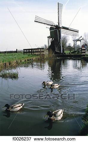 The Netherlands, North Holland, Volendam, windmill View Large Photo Image Stock Photo - The Netherlands, North Holland, Volendam, windmill. Fotosearch