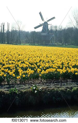The Netherlands, South Holland, near Lisse, Keukenhof, fields of daffodils and tulips View Large Photo Image Stock Image - The Netherlands, South Holland, near Lisse, Keukenhof, fields of daffodils and tulips. Fotosearch