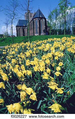 Stock Photo - The Netherlands, South Holland, Keukenhof, daffodils and church. Fotosearch