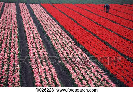 The Netherlands, South Holland, Keukenhof, field of tulips View Large Photo Image Stock Photo - The Netherlands, South Holland, Keukenhof, field of tulips. Fotosearch