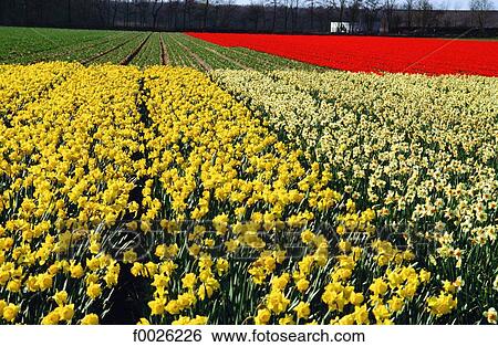 Stock Photograph - The Netherlands, South Holland, Keukenhof, field of daffodils. Fotosearch