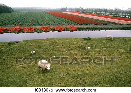 The Netherlands, South Holland, Keukenhof, fields of daffodils and tulips View Large Photo Image Stock Photography - The Netherlands, South Holland, Keukenhof, fields of daffodils and tulips. Fotosearch