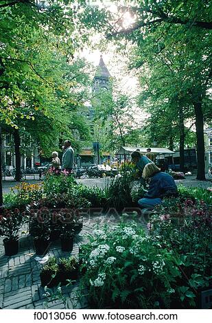 The Netherlands, Utrecht, flower market View Large Photo Image Stock Photograph - The Netherlands, Utrecht, flower market. Fotosearch