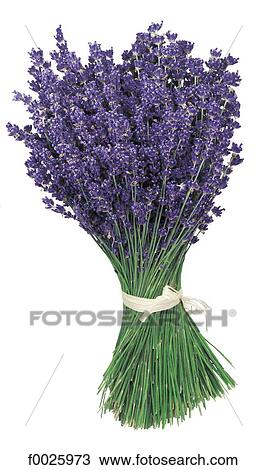 Stock Image - Lavender bouquet. Fotosearch