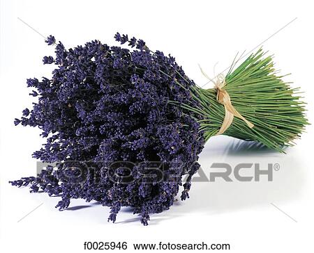 Lavender bouquet View Large Photo Image Stock Photograph - Lavender bouquet. Fotosearch